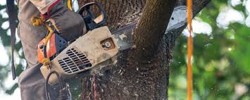 How Our Tree Care Process Works  in  Grandview, OH