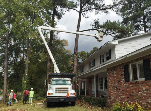 Grandview, OH Tree Services Company