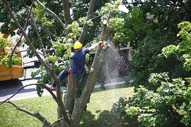 Best Weed Control  in Grandview, OH