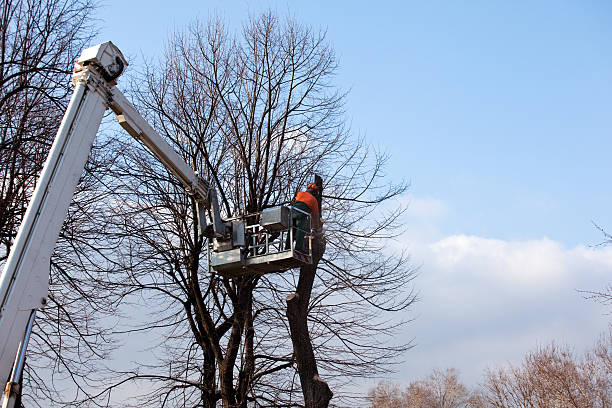 Best Palm Tree Trimming  in Grandview, OH